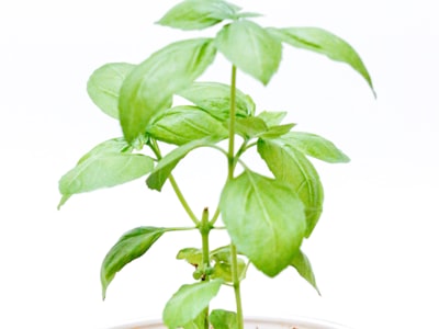 Fresh Basil Bunches